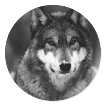 Black & White Wolf