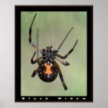 Black Widow posters