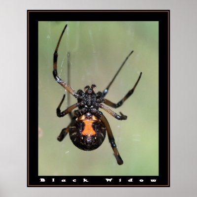 Black Widow Print by craftworker
