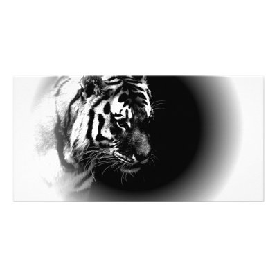 Black & Wild Tiger Head Photo Cards by made_in_atlantis