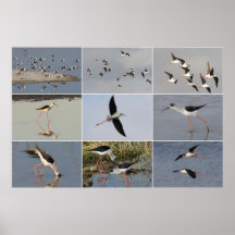 Black-winged Stilts Collage Print