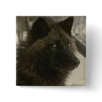 Black Wolf Buttons
