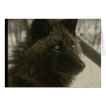 Black Wolf Card