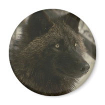 Black Wolf Magnets