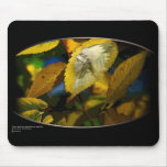 BLACK WOLF mousepads