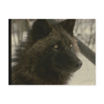 Black Wolf Postcard