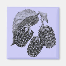 Blackberries Magnets