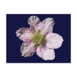 Blackberry flower ~ postcard