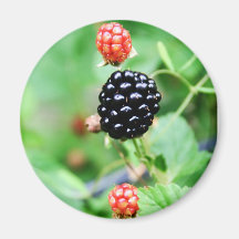 Blackberry Magnet