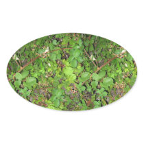 Blackberry vines berries leaves nature photo on