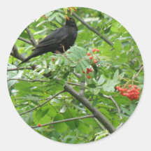 Blackbird and Berries Sticker