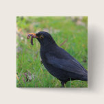 Blackbird buttons