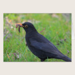 Blackbird cards
