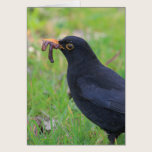 Blackbird cards
