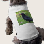 Blackbird pet clothing