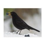 Blackbird eating grapes in snow postcard