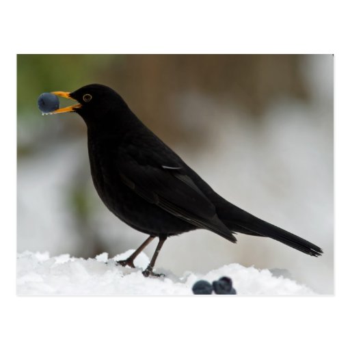 Blackbird eating grapes in snow postcard