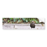 Blackbird Female Eating Berries Bumper Stickers