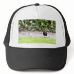 Blackbird Female Eating Berries Hats