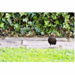 Blackbird Female Eating Berries photo sculptures