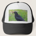 Blackbird hats