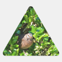 Blackbird in a laurel bush triangle stickers
