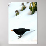 Blackbird in winter snow posters