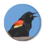 Blackbird Magnet