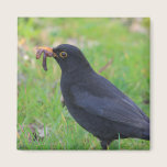 Blackbird magnets