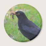 Blackbird magnets