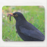 Blackbird mousepads