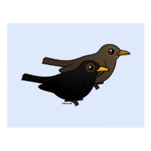 Blackbird Pair Post Cards
