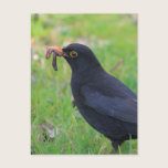 Blackbird postcards