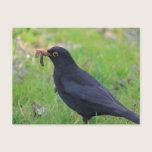 Blackbird postcards