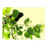 Blackbird Postcard
