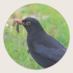 Blackbird stickers