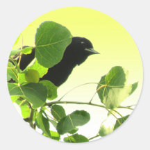 Blackbird Sticker