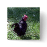 Blackbird the Rooster buttons