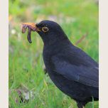 Blackbird t-shirts