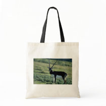 Blackbuck antelope canvas bags