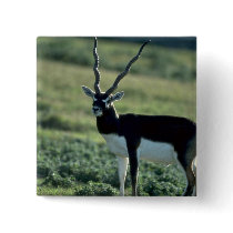 Blackbuck antelope button