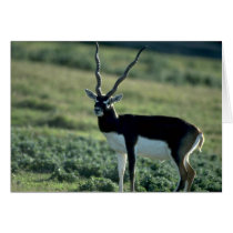 Blackbuck antelope greeting cards