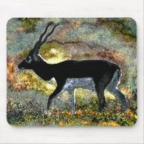 Blackbuck Antelope from Junglewalk.com