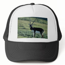 Blackbuck antelope mesh hats