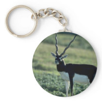 Blackbuck antelope keychain
