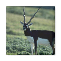Blackbuck antelope fridge magnet