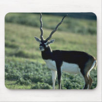 Blackbuck antelope mouse pad