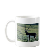 Blackbuck antelope coffee mugs