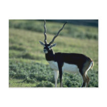 Blackbuck antelope post card