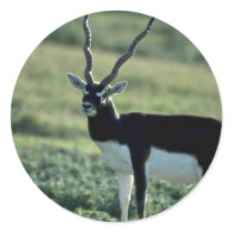 Blackbuck antelope sticker